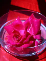 Fresh rose petals
