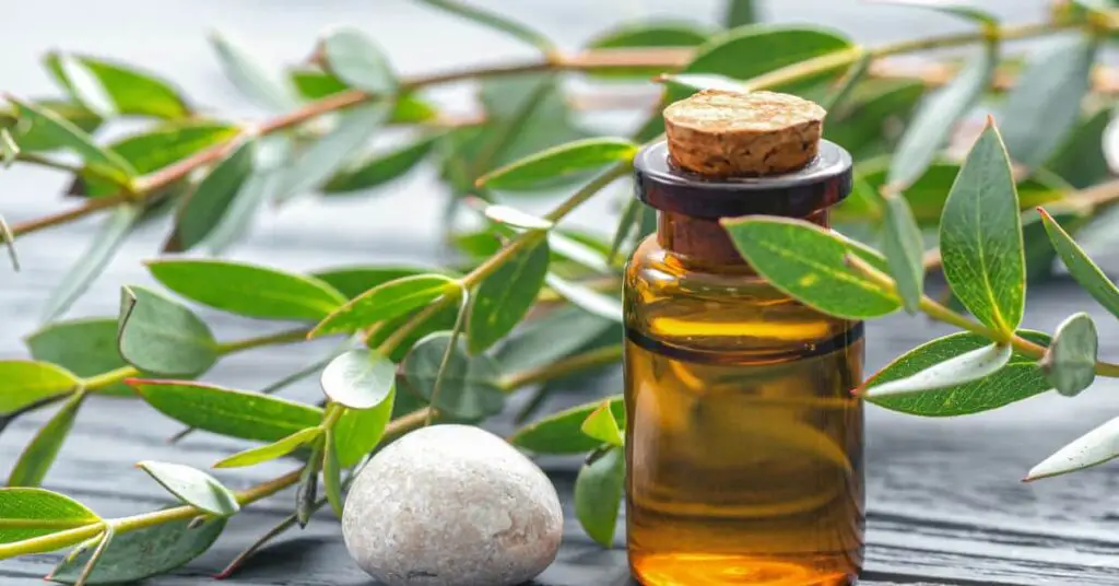 Tea Tree Essential Oil benefits for hair