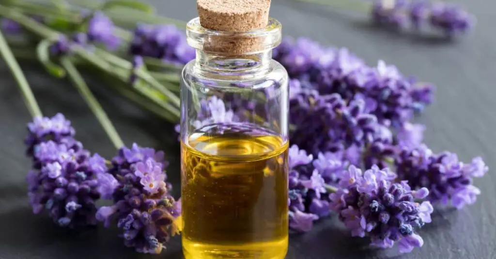 lavender essential oil for hair growth