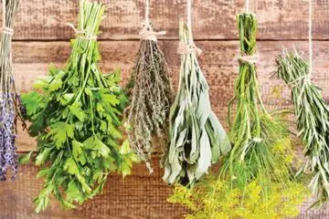 Herbs for Healthy and Glowing skin